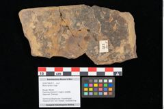 Foto (Objekt + Etikett) von Myrica lignitum Unger (NHMW-GEO-2024-0188-0511)